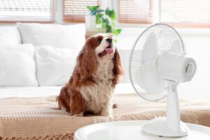 a panting dog sitting in front of a fan
