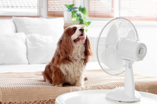 a panting dog sitting in front of a fan